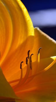 Yellow lily blossom