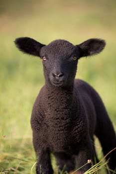 black sheep