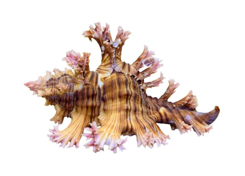 Shell of Murex Saulii or Chicoreus Saulii is a species of sea snail, a marine gastropod mollusk in the family Muricidae isolated on white background with clipping paths