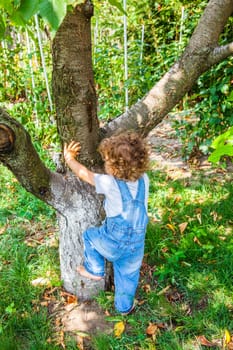 Portrait of 1 year old baby boy trying to climb a cherry tree.