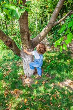 Portrait of 1 year old baby boy trying to climb a cherry tree.