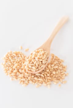 Organic pet wheat grass seeds, stock photo