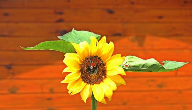 Sunflower (Helianthus annuus) with day peacock eye (Inachis io)
