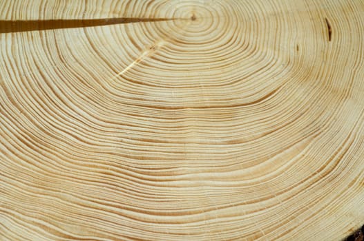 Jahresringe  Fichte  Picea  abies  Rottanne  Jahrring  Holzring
