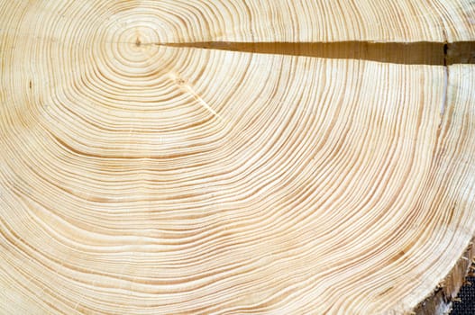 Jahresringe  Fichte  Picea  abies  Rottanne  Jahrring  Holzring