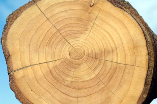 Jahresringe  Kirschbaum  prunus  Jahrring