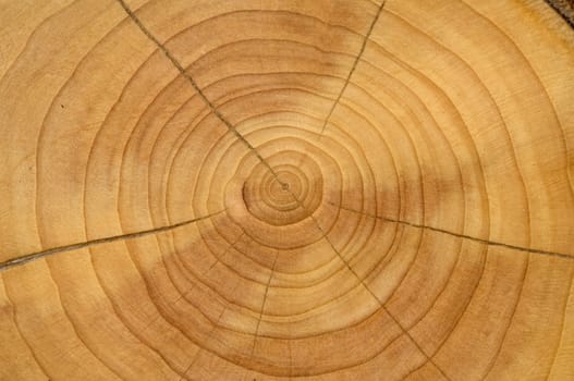 Jahresringe  Kirschbaum  prunus  Jahrring