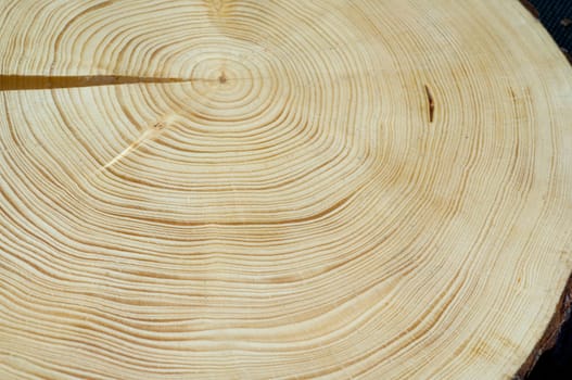 Jahresringe  Fichte  Picea  abies  Rottanne  Jahrring  Holzring