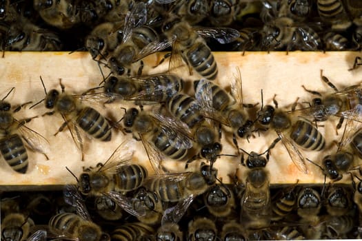 Honigbienen, Biene  Apis  mellifera