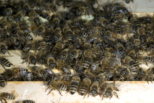 Honigbienen, Biene  Apis  mellifera