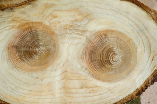 Jahresringe  Fichte  Picea  abies  Rottanne  Jahrring  Holzring