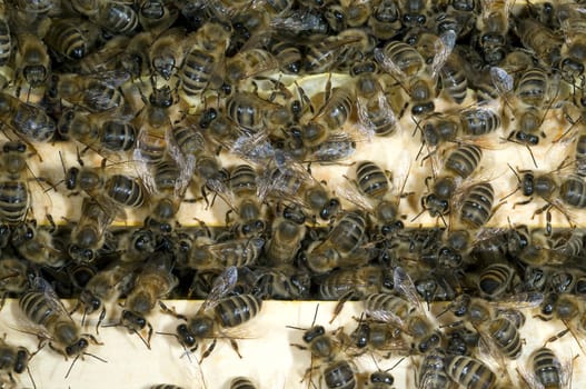 Honigbienen, Biene  Apis  mellifera