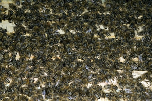 Honigbienen, Biene  Apis  mellifera