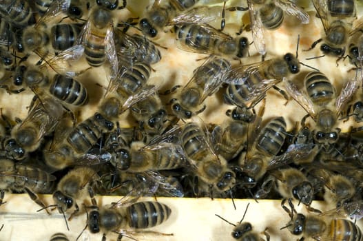 Honigbienen, Biene  Apis  mellifera