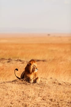 Male lion lying in the grass at sunset in Masai Mara, Kenya