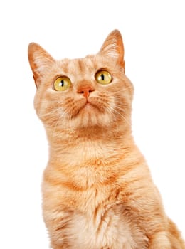 Redhaired cat isolated on white background, looking above