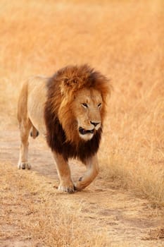 Male lion walking in grass in Masai Mara, Kenya