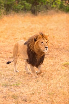 Male lion portrait in Masai Mara, Kenya