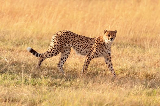 Male cheetah walking in grass and looking for its pray in Masai Mara, Kenya