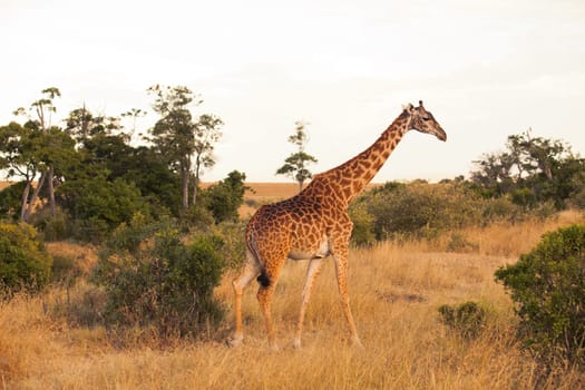 Giraffe eating from an acacia tree in Masai Mara, Kenya during the dry season