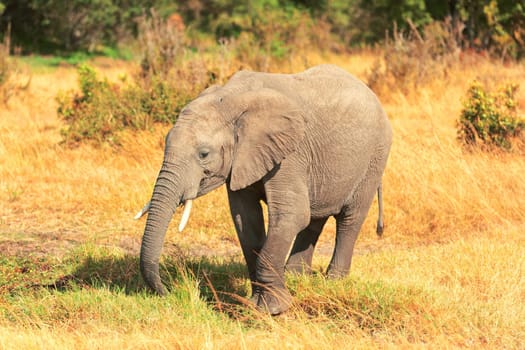 Elephants at noon in Masai Mara national park in Kenya