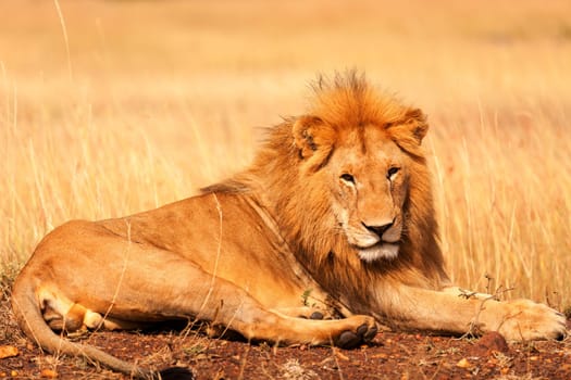 Male lion lying in the grass at sunset in Masai Mara, Kenya
