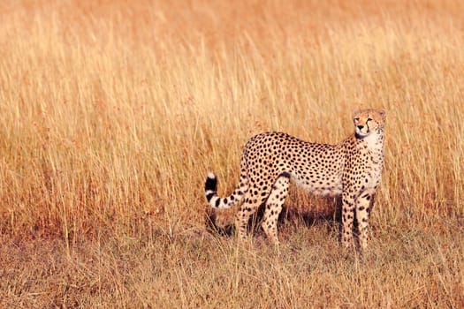 Male cheetah walking in grass and looking for its pray in Masai Mara, Kenya