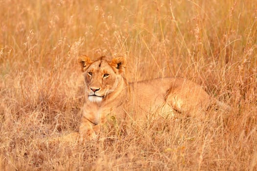 Female lion sitting in the grass in Masai Mara, Kenya