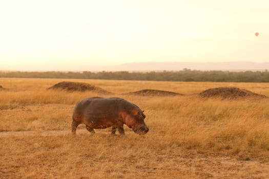 Hippopotamus early in the morning returning to the river after eating grass during the night in Masai Mara, Kenya
