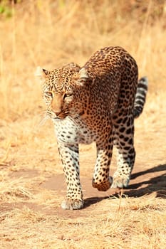 Female leopard walking slowly and looking for its pray in Masai Mara, Kenya