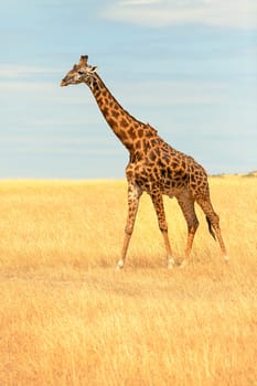 Giraffe walking in Masai Mara, Kenya during the dry season