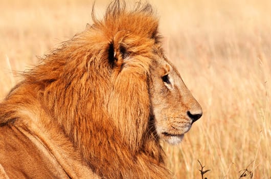 Male lion lying in the grass at sunset in Masai Mara, Kenya