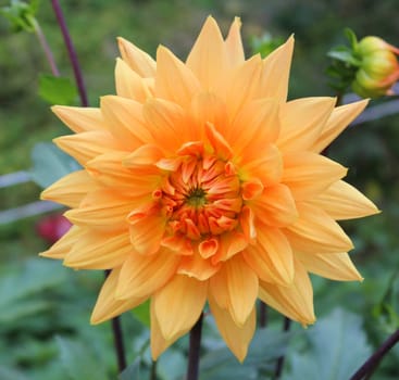 Dahlias