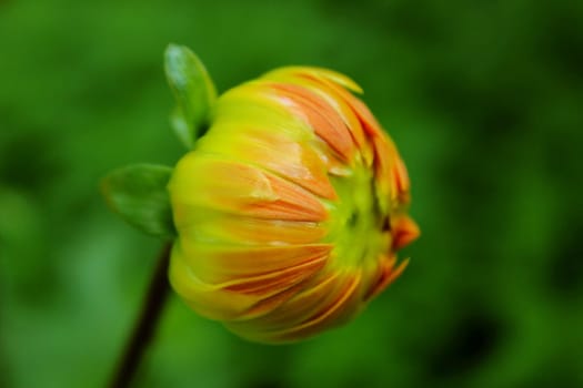 Dahlias