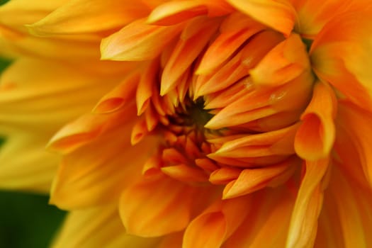 Dahlias