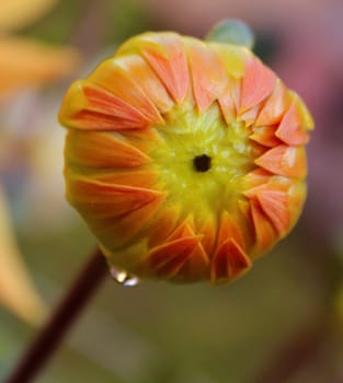 dahlias