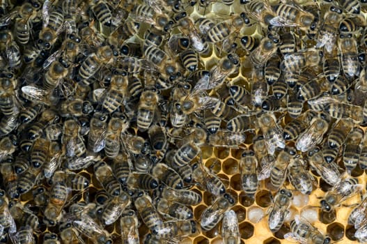 Honigbienen, Biene  Apis  mellifera