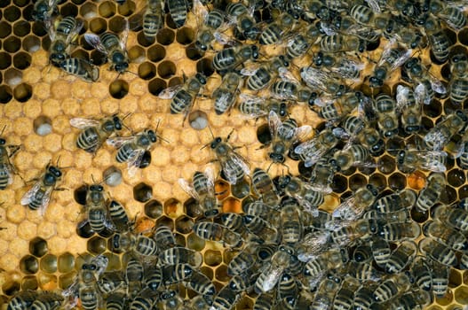 Honigbienen, Biene  Apis  mellifera