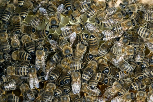Honigbienen, Biene  Apis  mellifera