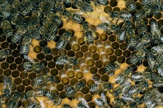 Honigbienen, Biene  Apis  mellifera