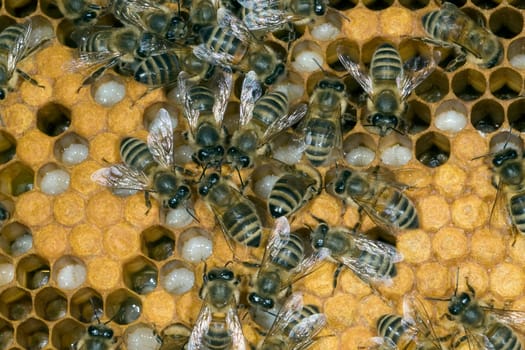 Honigbienen, Biene  Apis  mellifera
