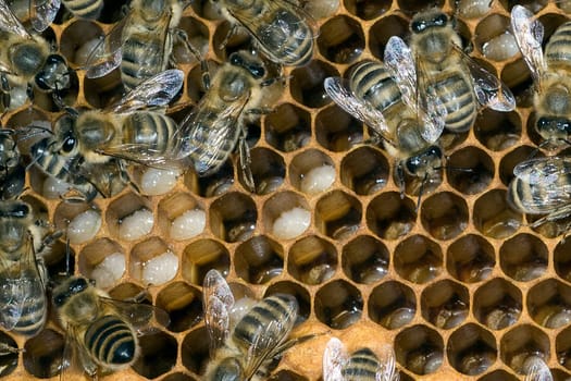 Honigbienen, Biene  Apis  mellifera