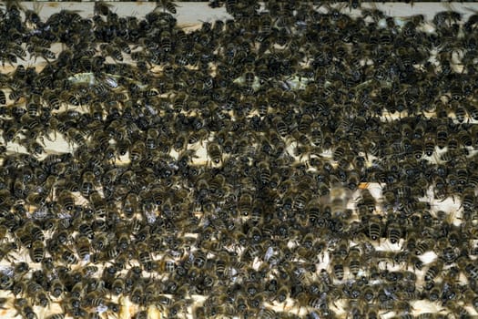 Honigbienen, Biene  Apis  mellifera