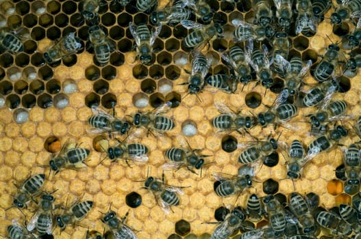 Honigbienen, Biene  Apis  mellifera