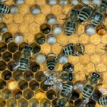 Honigbienen, Biene  Apis  mellifera