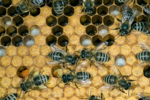 Honigbienen, Biene  Apis  mellifera