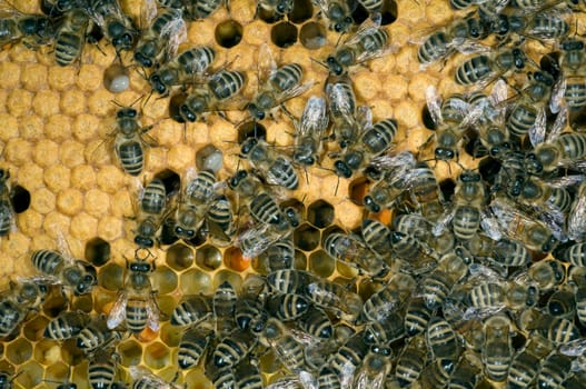 Honigbienen, Biene  Apis  mellifera