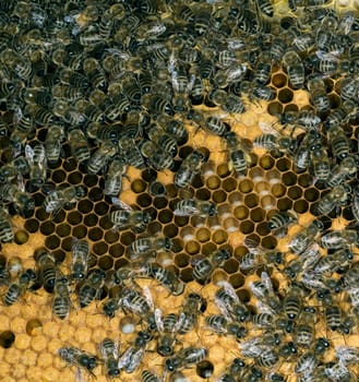 Honigbienen, Biene  Apis  mellifera