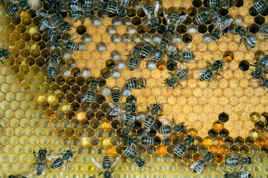 Honigbienen, Biene  Apis  mellifera