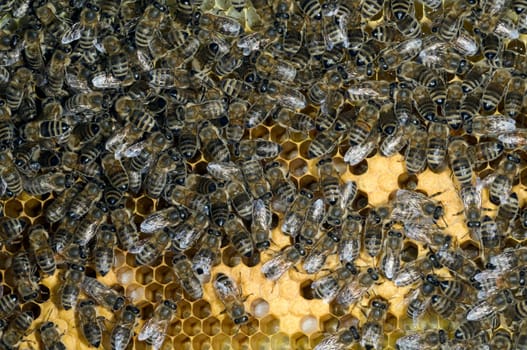 Honigbienen, Biene  Apis  mellifera